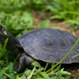 tortugas33