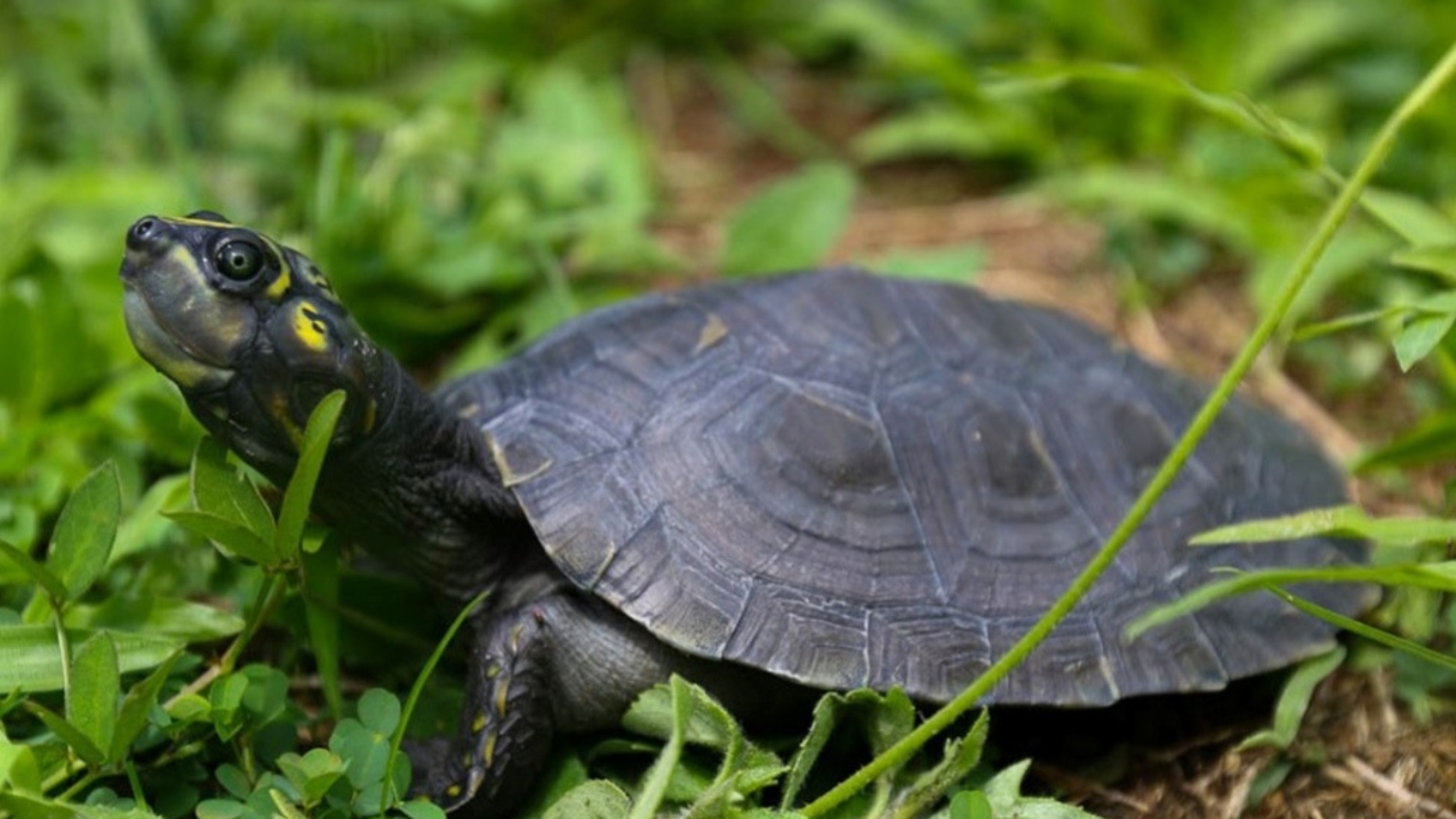 tortugas33