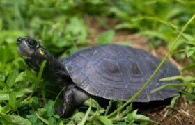 Minec liberará más de 7 mil ejemplares entre tortugas continentales y caimanes del Orinoco en Apure