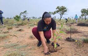 Seis mil 700 plantas establecen en el sector Pozo Azul del estado Amazonas