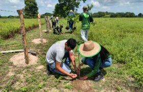 Más de 2 mil 800 plantas colocan en Apure por los 20 años de la Misión Árbol