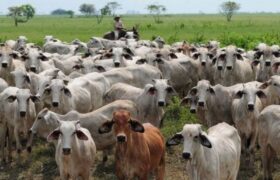 Productores ganaderos de Barinas elevan ante la AN propuestas para la Ley de Protección Ganadera