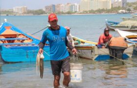 Pescadores se preparan para el inicio de la temporada de pulpo