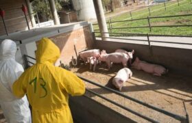 Autoridades de Moldavia confirman brote de peste porcina africana en el sur del país