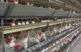Guárico aporta el 40 % de la producción avícola nacional