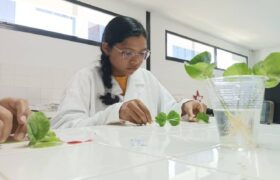 ACAV impulsa la producción cafetalera con injertación hipocotiledonaria