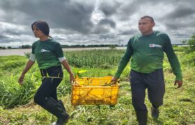 Colocan dos mil 502 plántulas en adyacencias del dique marginal del río Apure