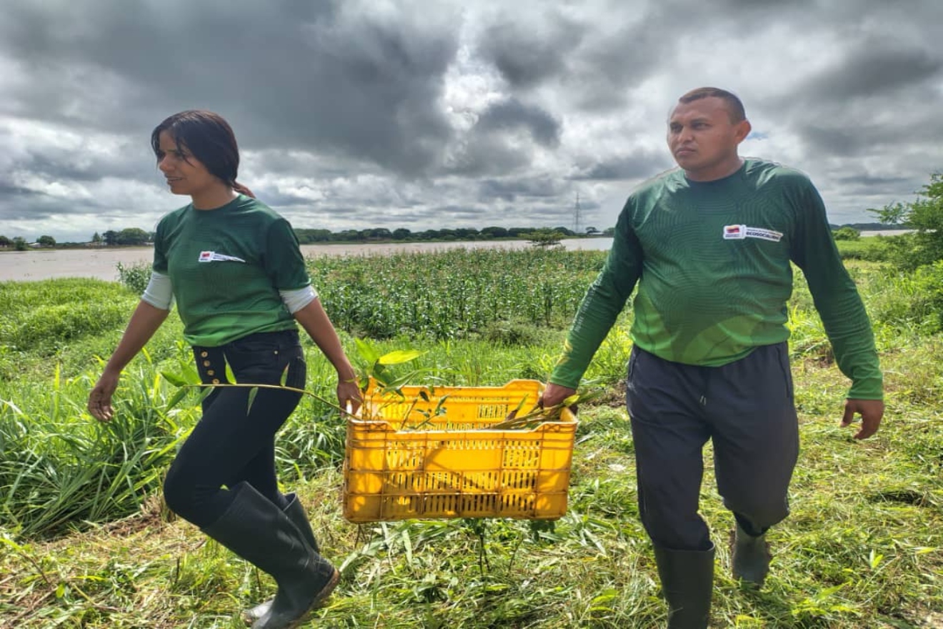 Apure (1)66