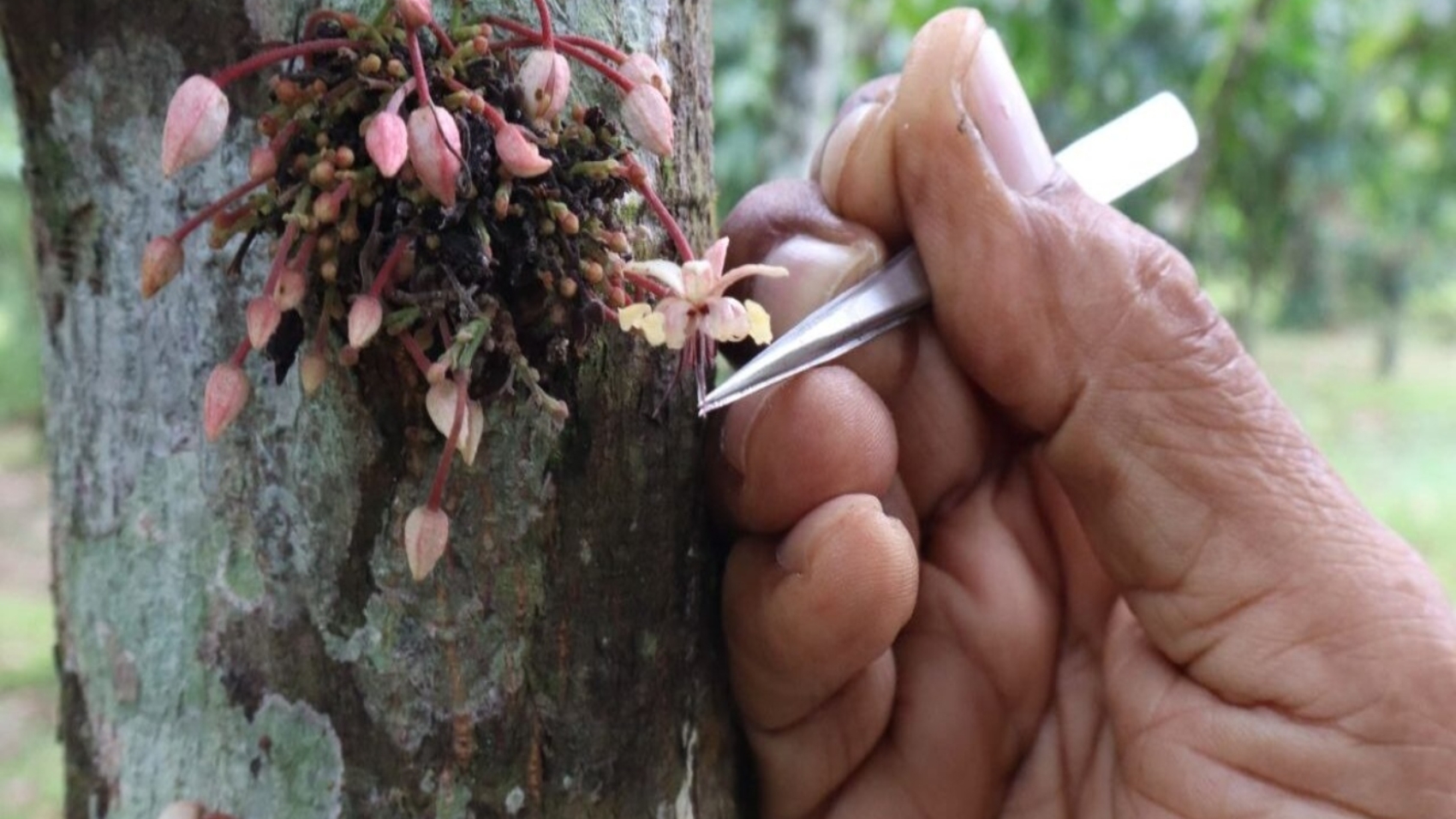 Cacao (2)11