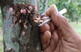 El Cenidic lidera mejoramiento genético del cacao venezolano mediante polinización dirigida