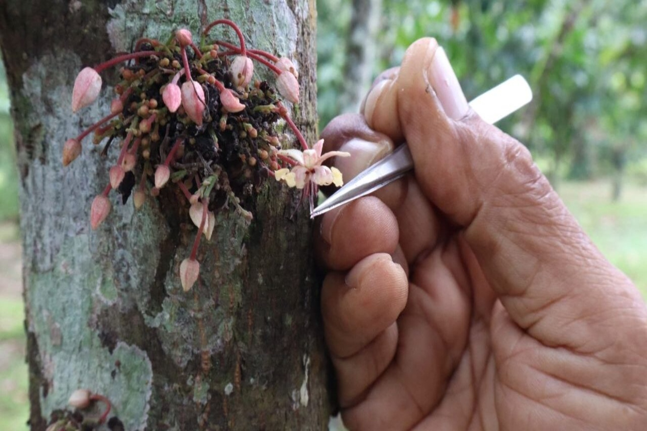 Cacao (2)11