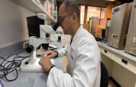 Fundación IDEA avanza en la propagación in vitro de cacao para el sector agrícola