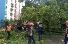 Colapso de árbol en la Avenida Central de Palo Verde moviliza a los Bomberos de Caracas