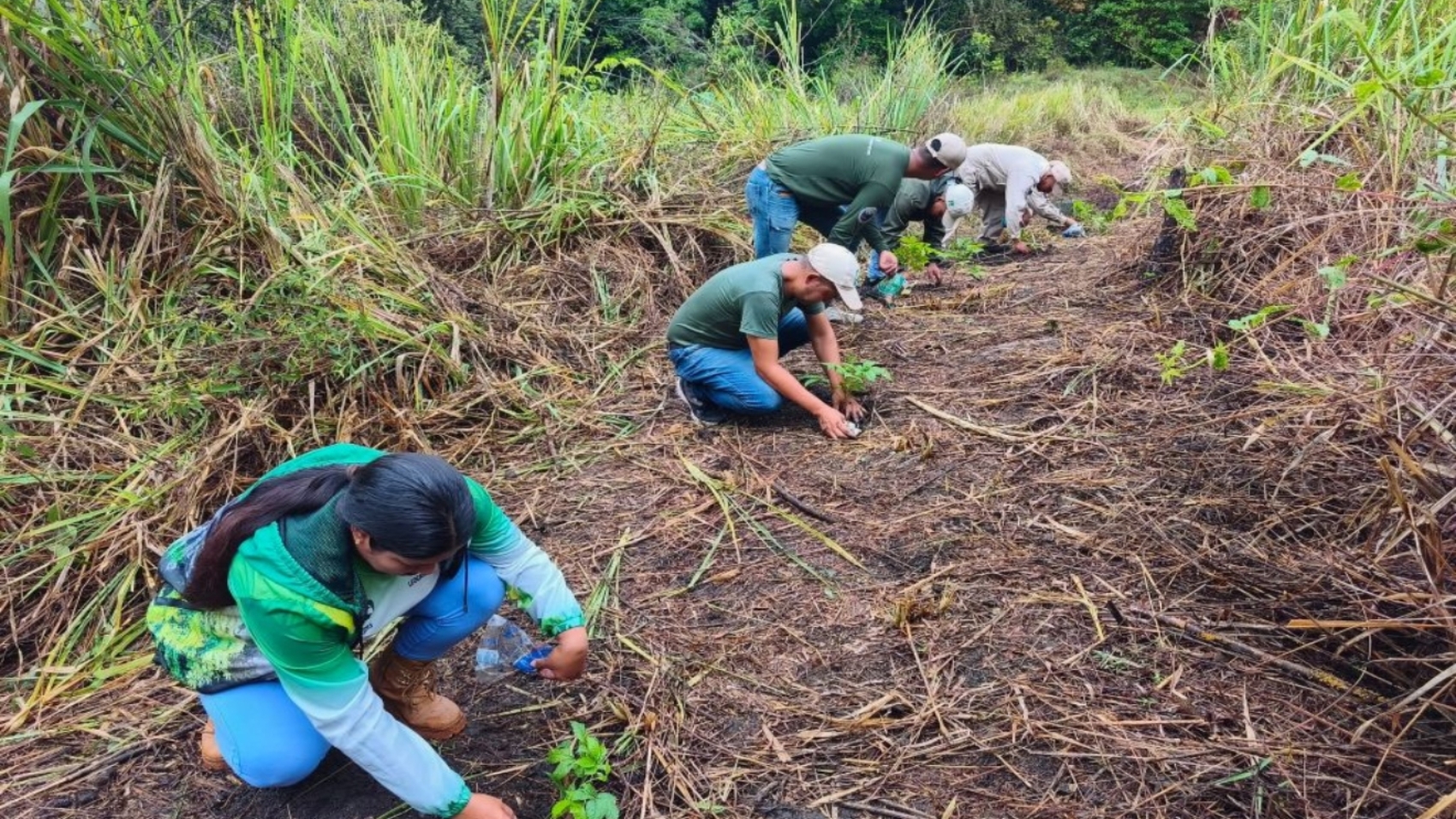 Reforestan11