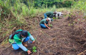 Restauran con 1.500 araguaneyes áreas del Parque Nacional El Guácharo