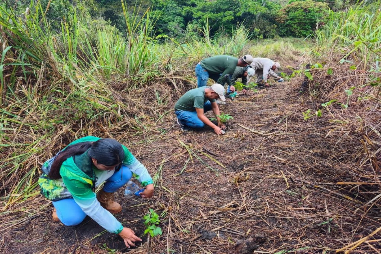 Reforestan11