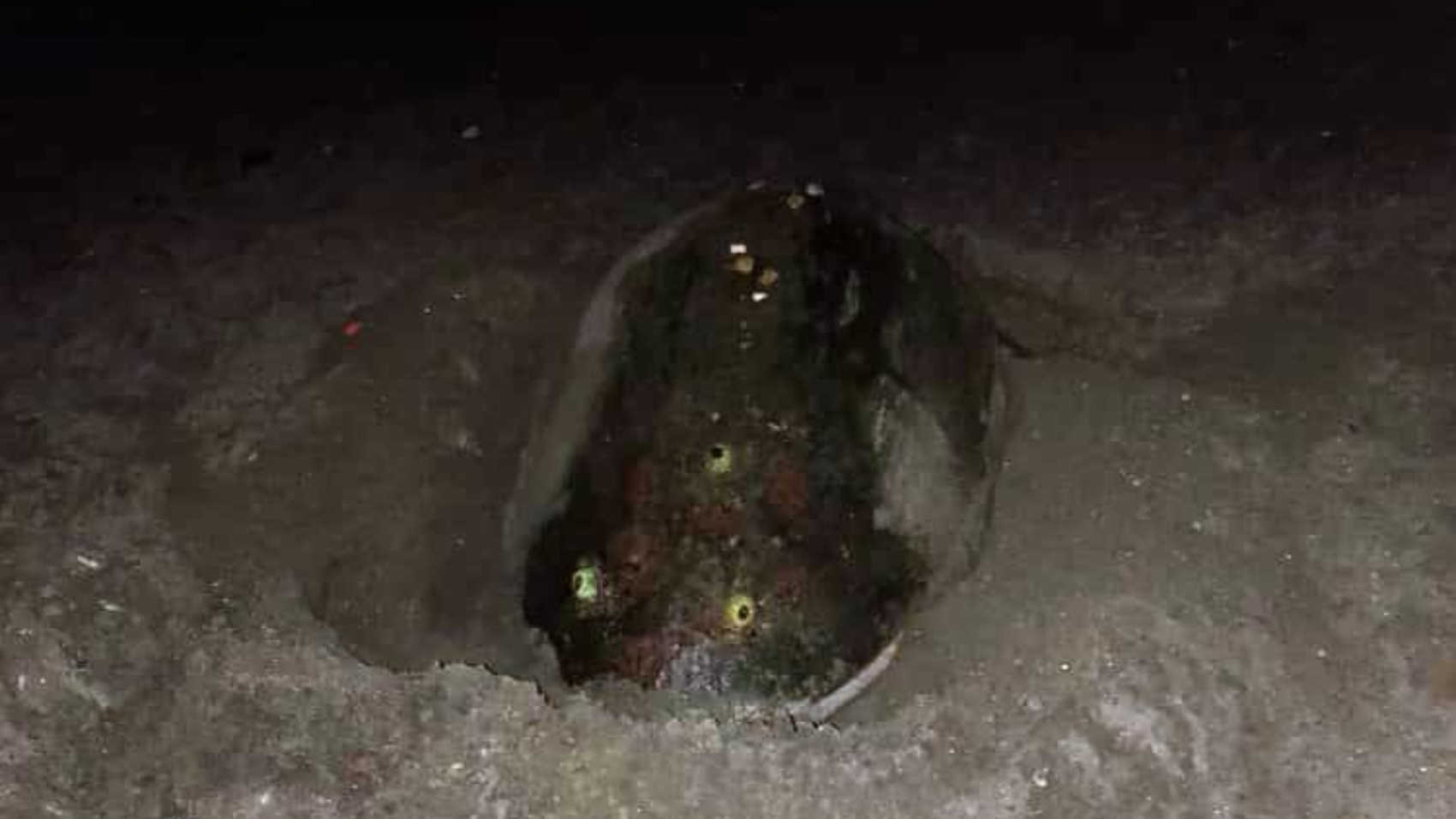 Tortuga-caguama-desova-en-playa-Punta-de-Anare-en-La-Guaira.1