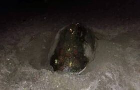 Tortuga caguama desova en playa Punta de Anare en La Guaira