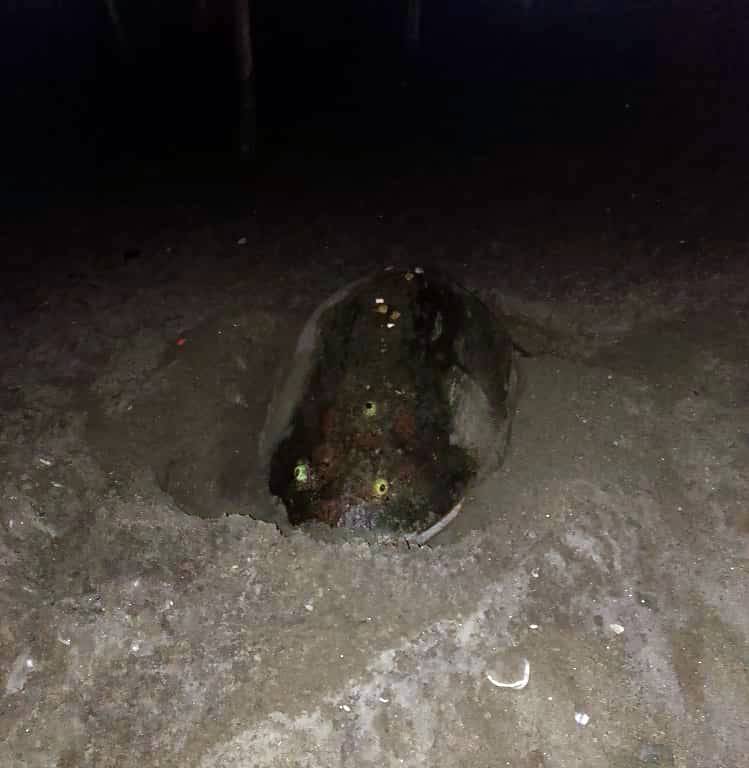Tortuga-caguama-desova-en-playa-Punta-de-Anare-en-La-Guaira.1