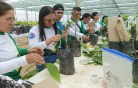 ACAV impulsa la producción de plántulas de cacao con técnicas de injertación