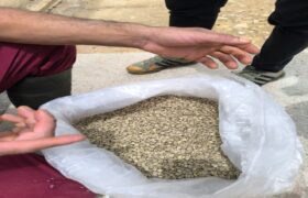 El municipio Guaicaipuro del estado Miranda participará con 9 muestras de café en la 5ta. edición del Eicev