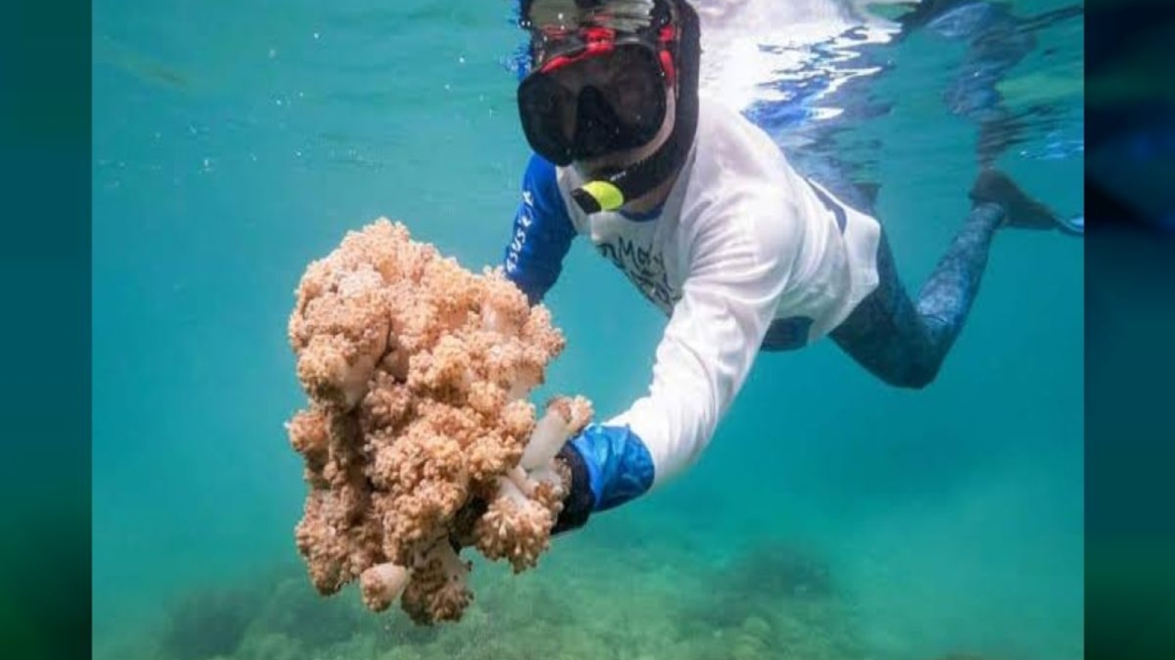 coral invasor (1)88