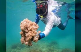 Venezuela y FAO activan plan para frenar avance de coral invasor que afecta al mar Caribe
