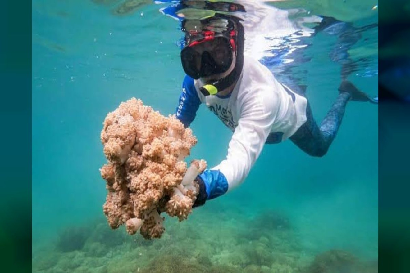 coral invasor (1)88