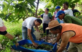 Cenidic impulsa la lombricultura sostenible en comunidades de Acevedo para beneficios de los cacaoteros