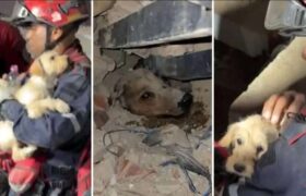 Misión Nevado despliega operativo de atención de mascotas y de flora silvestre afectadas por los terremotos