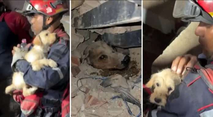 mascotas-rescatadas-696x382