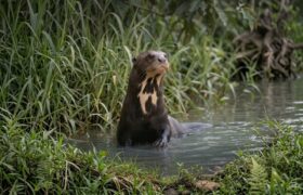 El perro de agua se desvanece de los ríos venezolanos