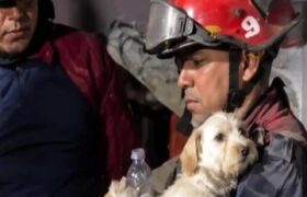 Misión Nevado y brigadas atienden a mascotas afectadas por sismos en Venezuela
