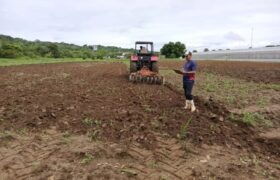 ACAV impulsa línea de investigación en raíces y tubérculos con el establecimiento de ensayo de yuca