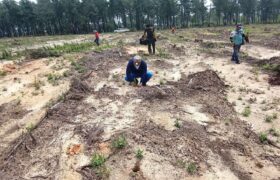 Establecen más de 24 mil pinos en 24 hectáreas del Bosque de Uverito entre Anzoátegui y Monagas
