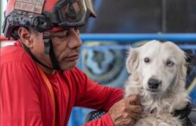 Tsunami y su cuidador Jorge, héroes de los sismos, están por acceder a un nuevo hogar