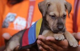 Misión Nevado Bolívar envió 700 kilos de ayuda para mascotas rescatadas en La Guaira