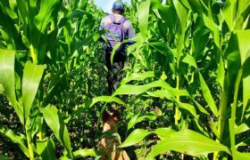 Continúan labores de inspección de semillas y siembra de maíz en Apure