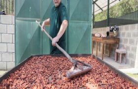 Cenidic impulsa modelo de investigación integral para fortalecer la cadena de valor del cacao