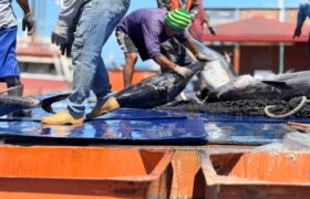Venezuela Renace: Sucre recibe 550 toneladas de atún