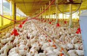 Sector avícola prevé producir 1,5 millones de toneladas de pollo en tres años