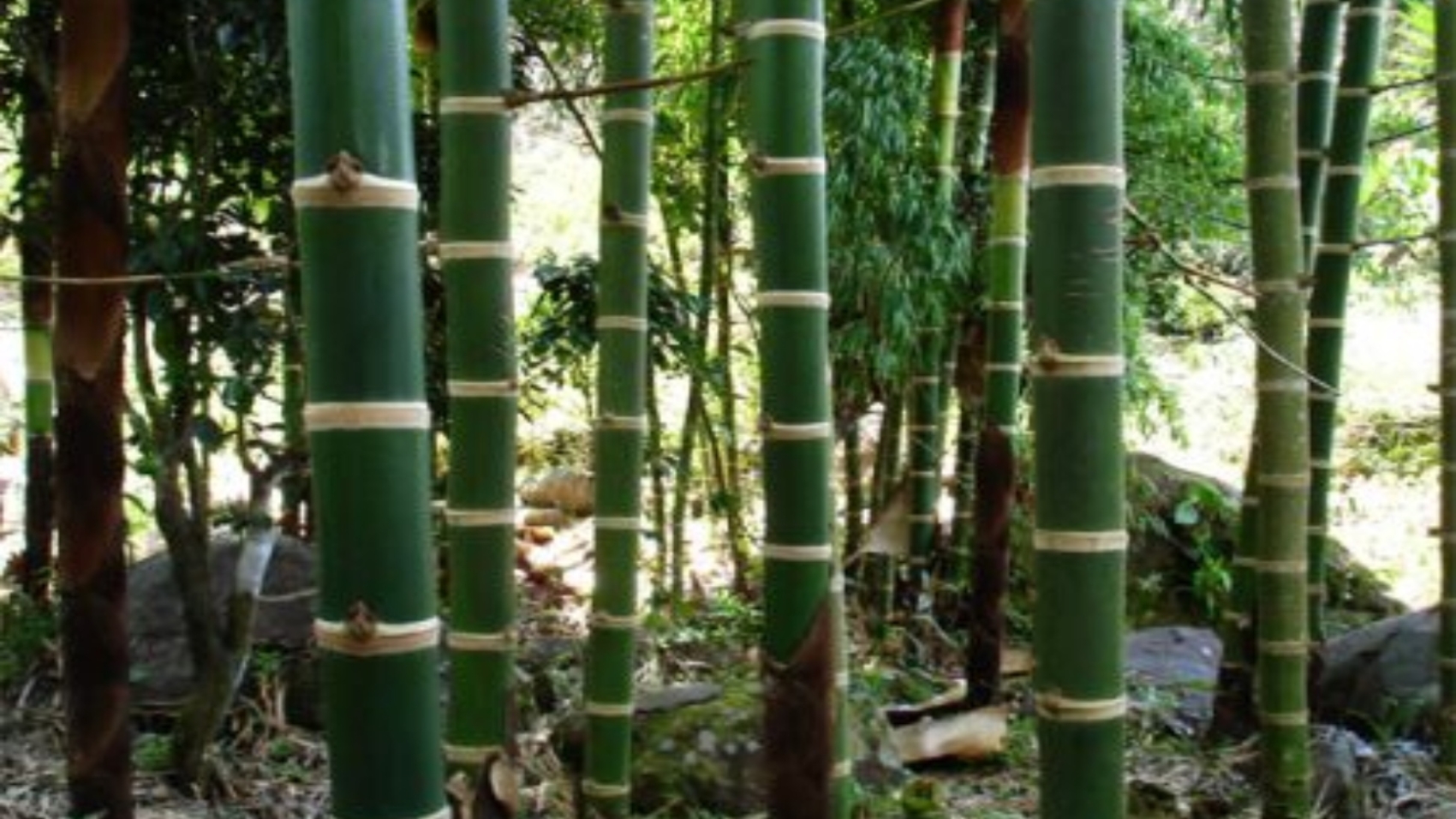 bambu33
