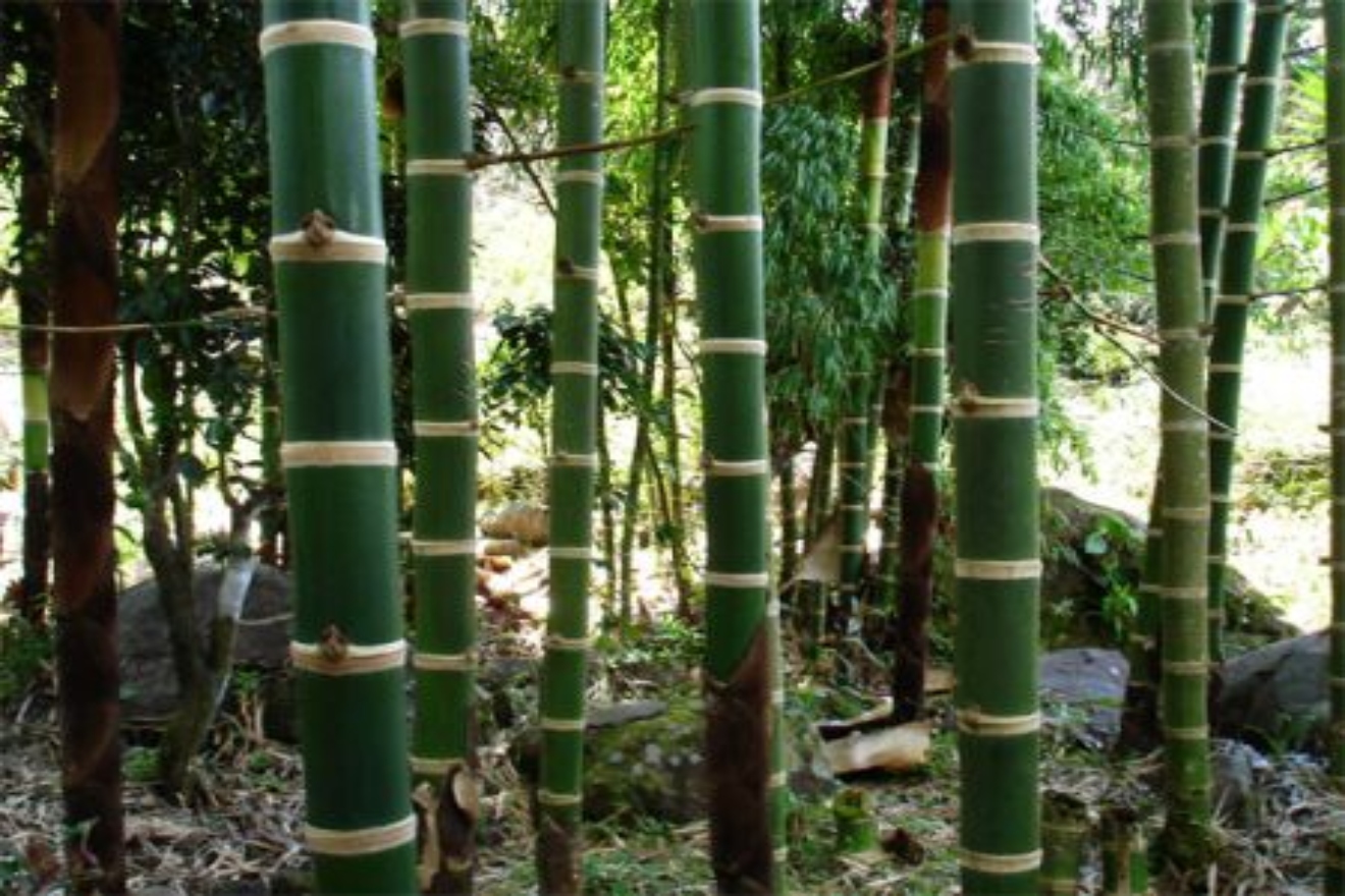 bambu33