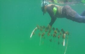 Mincyt e IOV promueven proyecto para la conservación y restauración de ecosistemas coralinos en Venezuela