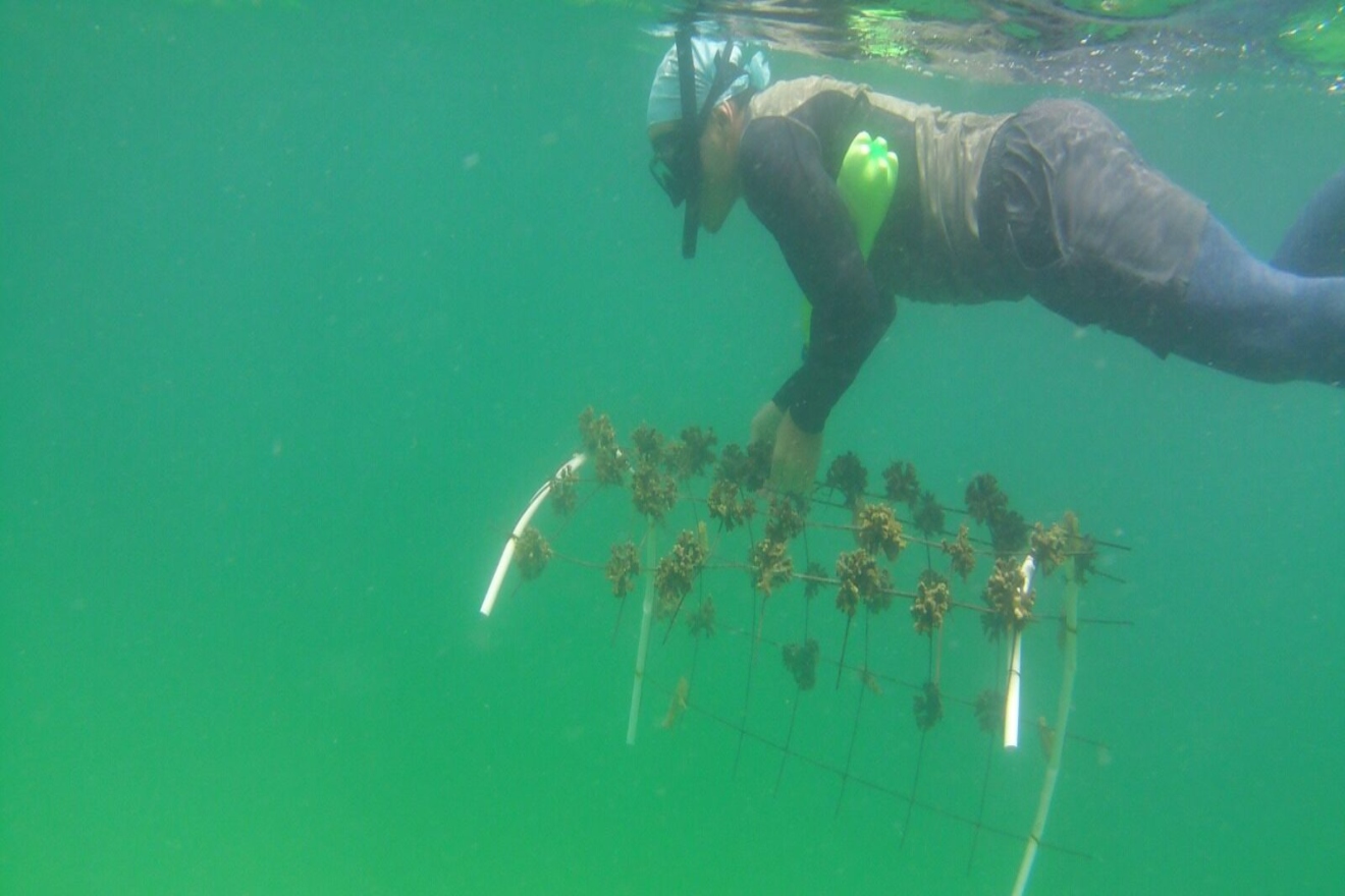 corales11