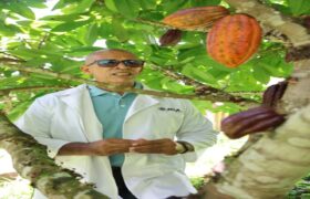 Mincyt desarrolla estrategias biotecnológicas para proteger la producción de cacao ante el cambio climático