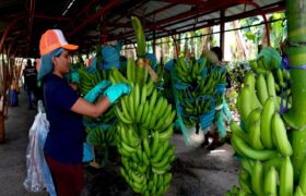 La industria bananera de Ecuador, en jaque por la infiltración del crimen organizado